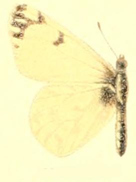 Euchloe ausonides